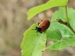 Chrysomela populi