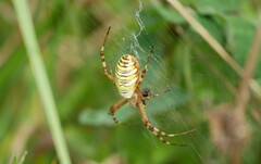 Argiope bruennichi