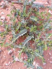 Phyllanthus abnormis