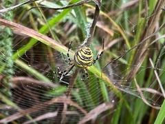 Argiope bruennichi