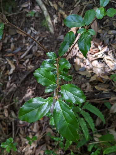 Viburnum suspensum