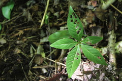 Lysimachia borealis