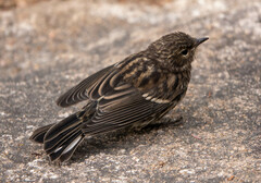 Setophaga coronata coronata