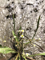 Alisma