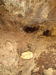 Anaxyrus americanus