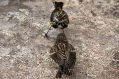 Setophaga coronata coronata