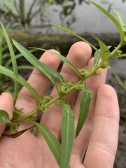 Ludwigia polycarpa
