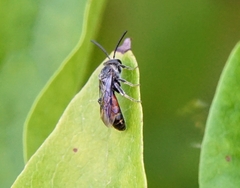 Halictinae