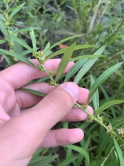 Ludwigia polycarpa