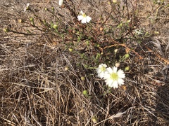 Hemizonia congesta luzulifolia