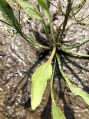 Alisma