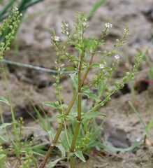 Veronica catenata