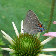 Satyrium calanus