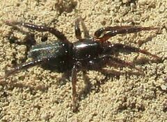 Gnaphosidae