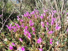 Lampranthus peacockiae