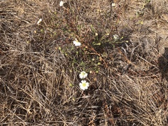 Hemizonia congesta luzulifolia