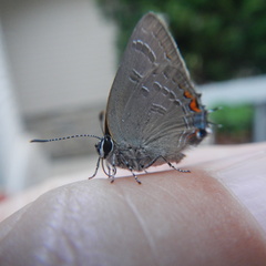 Satyrium calanus
