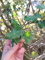 Citronella mucronata