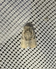 Meropleon diversicolor