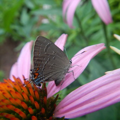 Satyrium calanus