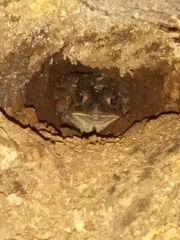 Anaxyrus americanus
