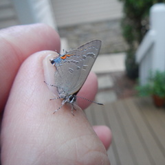 Satyrium calanus