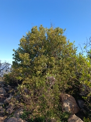 Citronella mucronata