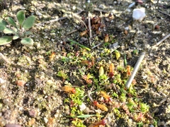 Microhodotermes viator