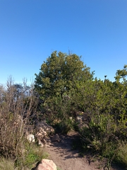 Citronella mucronata