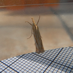 Crambus