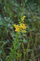 Solidago rigida
