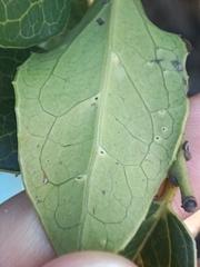 Citronella mucronata