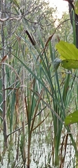 Typha angustifolia