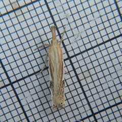 Crambus