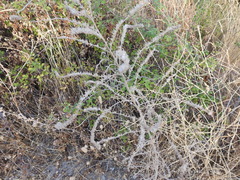 Echium vulgare