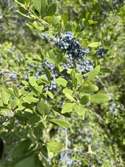 Forestiera