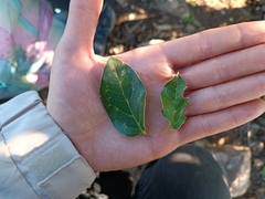 Citronella mucronata