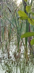 Typha angustifolia