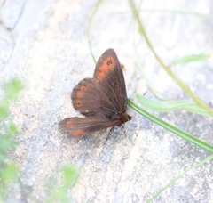 Erebia