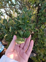 Citronella mucronata