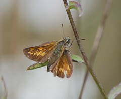 Ochlodes sylvanus