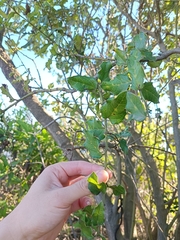 Citronella mucronata