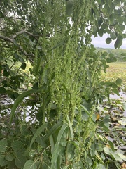 Rumex britannica