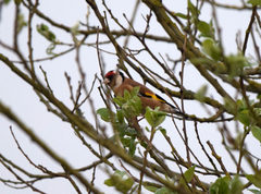 Carduelis carduelis