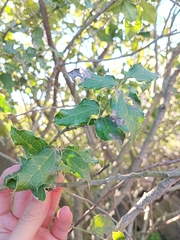 Citronella mucronata