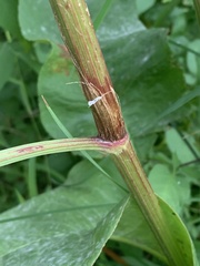 Rumex britannica