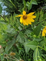 Helianthus tuberosus