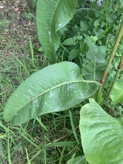 Rumex britannica