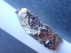 Acleris