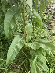 Rumex britannica